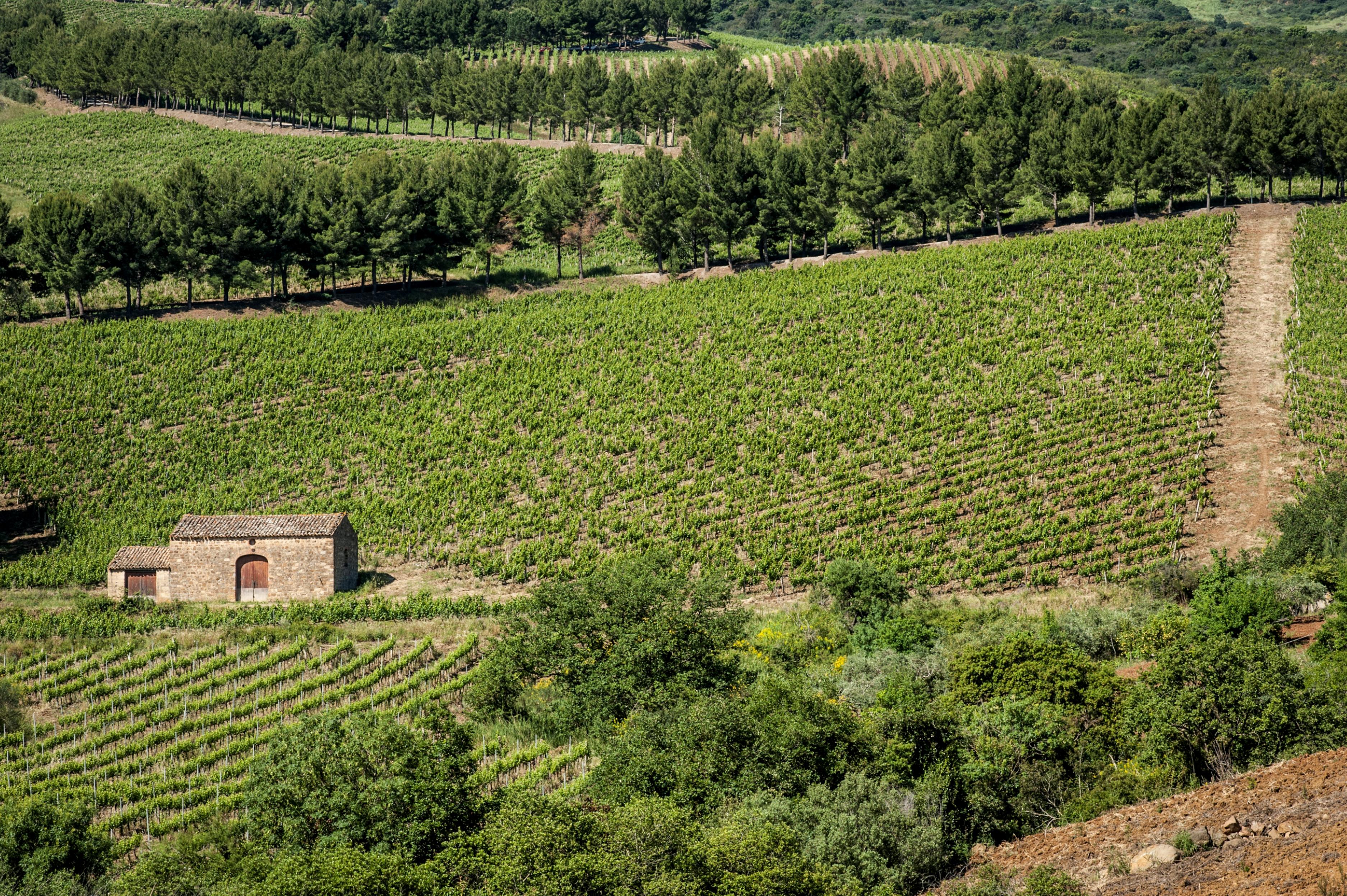 Relais Abbazia Santa Anastasia Resort & Winery 카스텔부오노 외부 사진